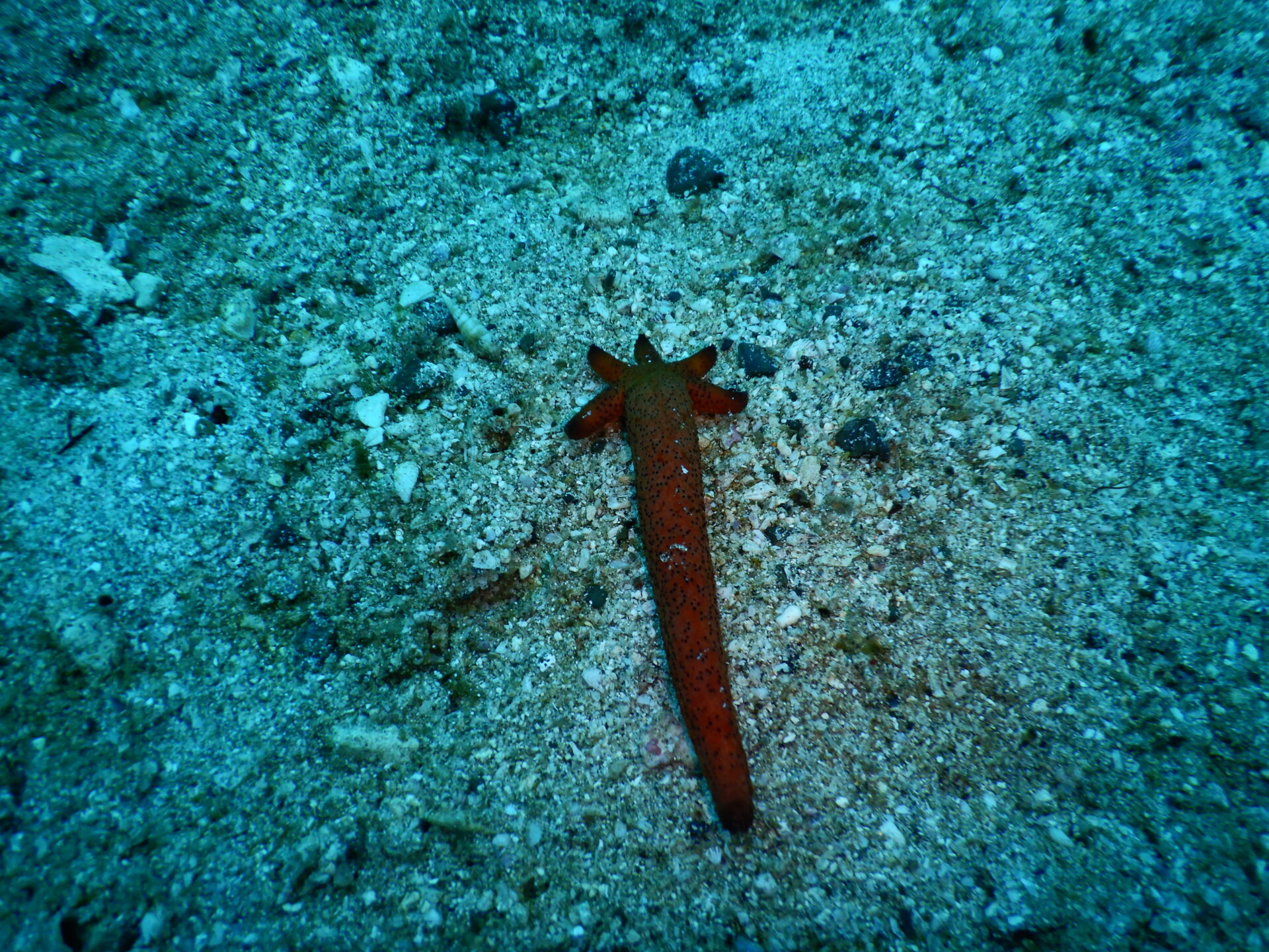 ヒトデの再生能力