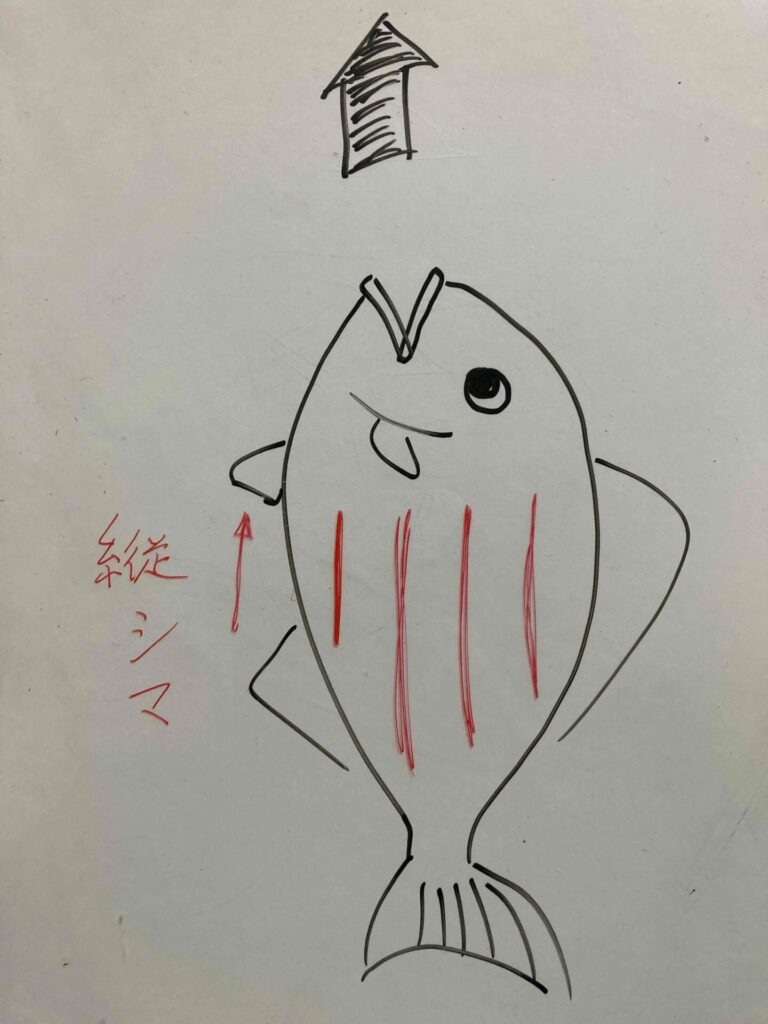 魚の縦縞