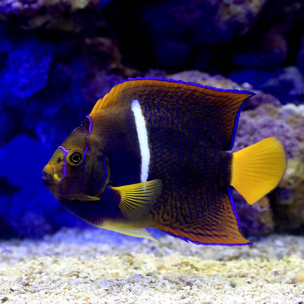 キングエンゼル