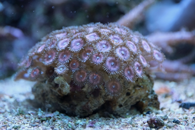 マメスナギンチャク