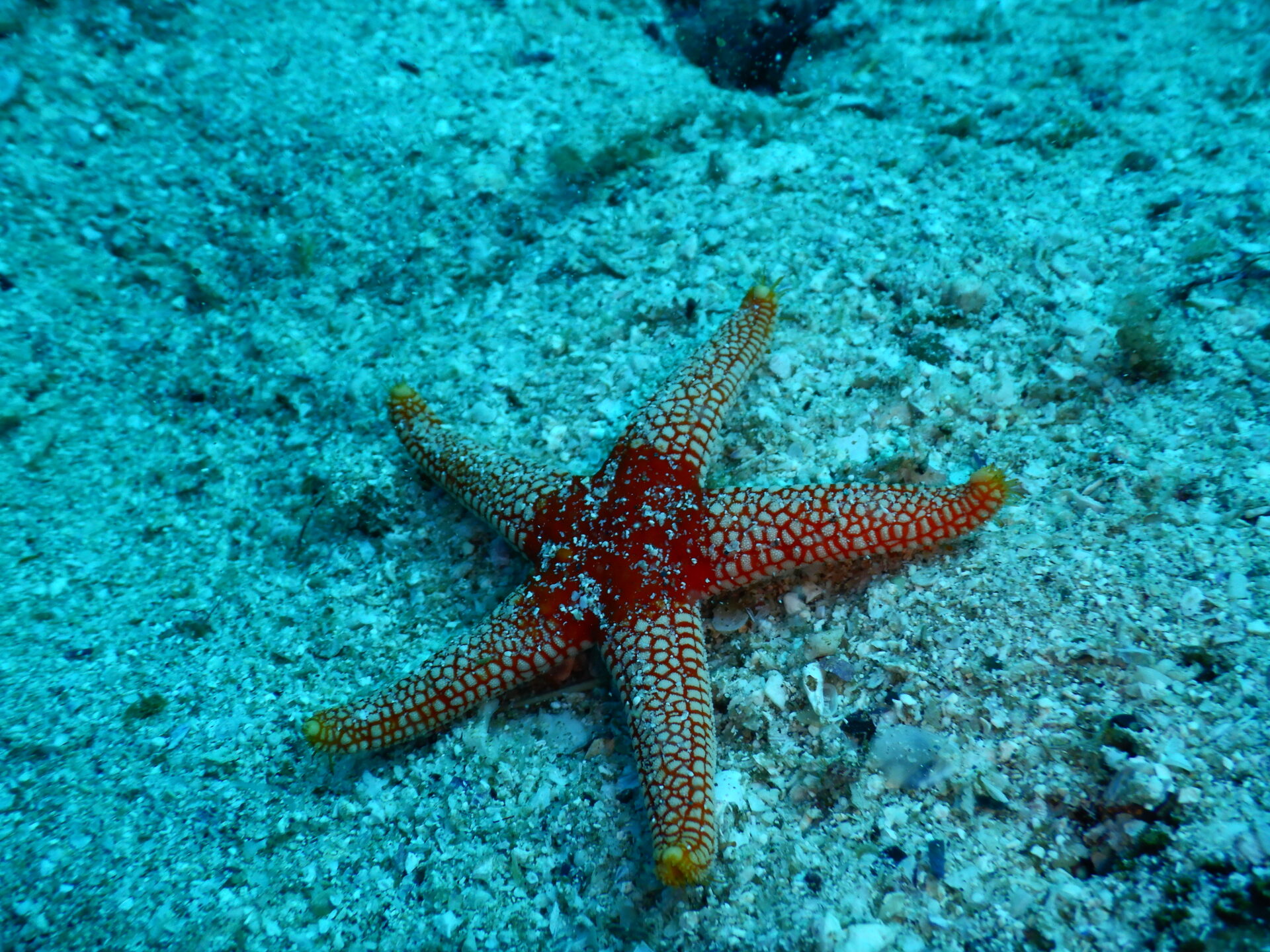 奇想天外な食事法！？ヒトデの体外消化