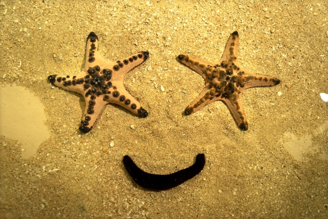 ヒトデとナマコ