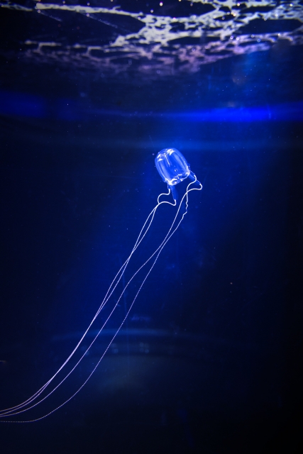 アンドンクラゲ