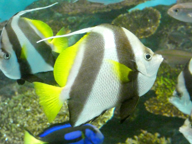 ムレハタタテダイ