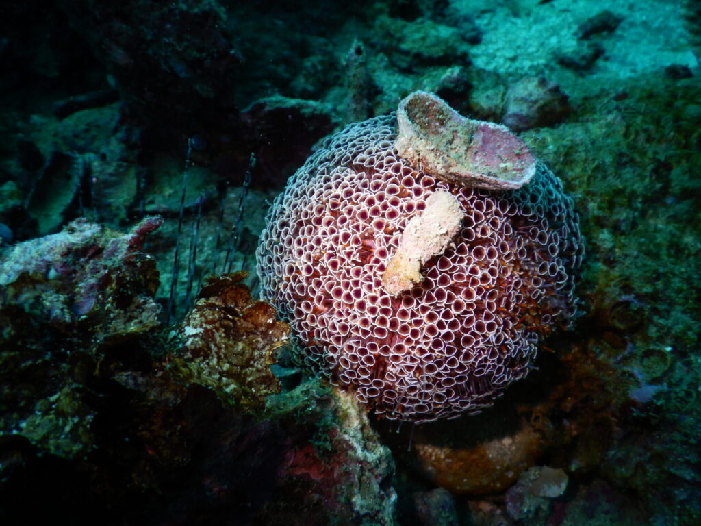 ラッパウニと貝殻