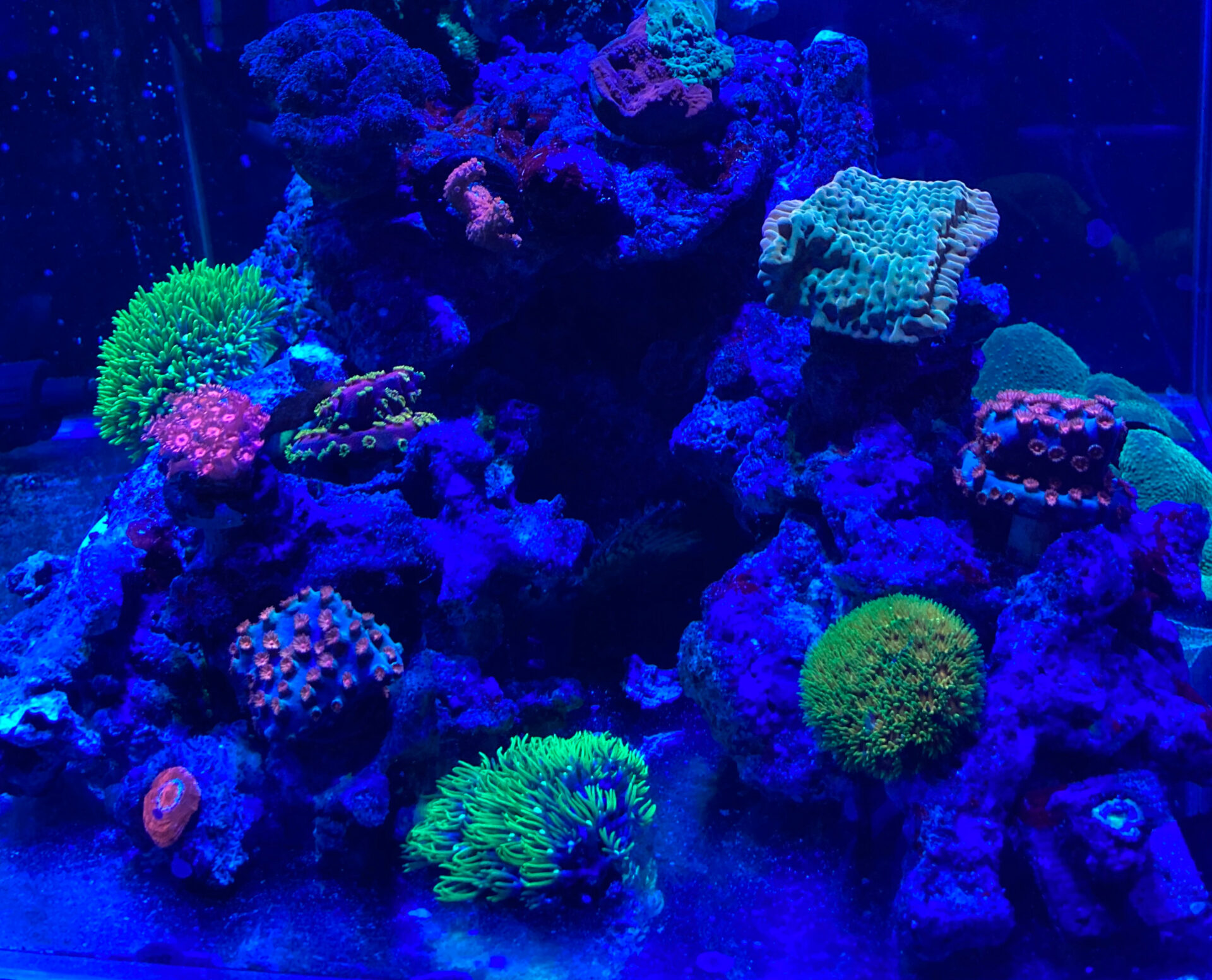 院長さん必見!!クリニックに水槽を置くべき理由