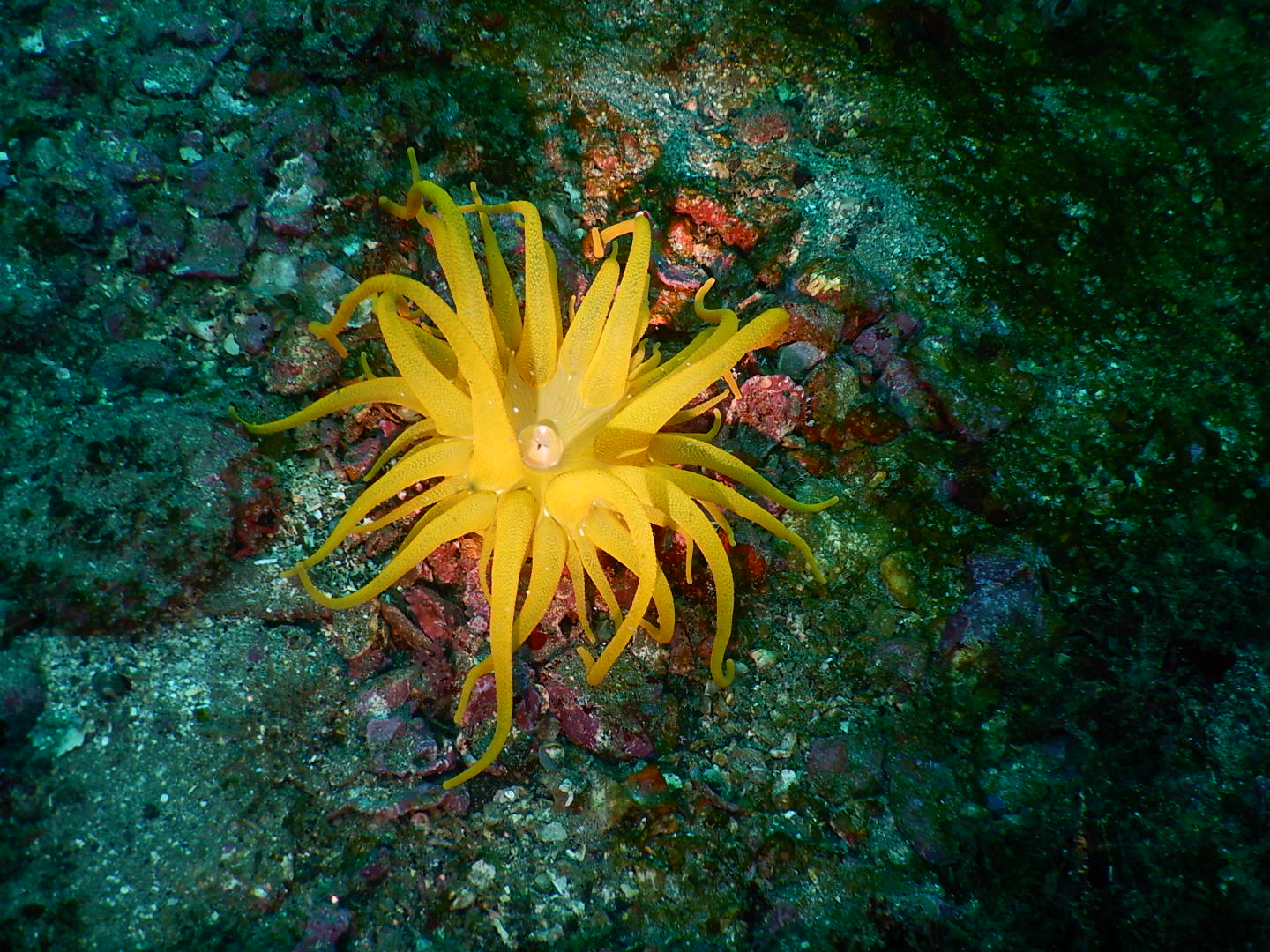 スナギンチャク