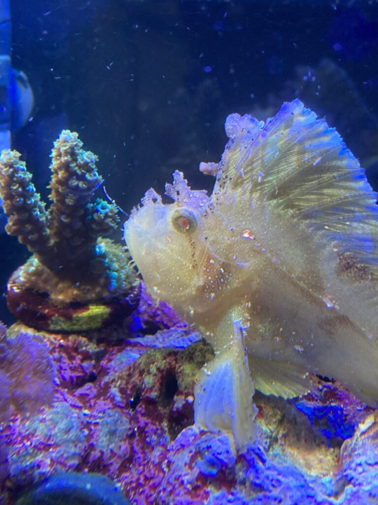 ハダカハオコゼ