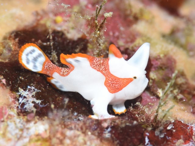 クマドリカエルアンコウ