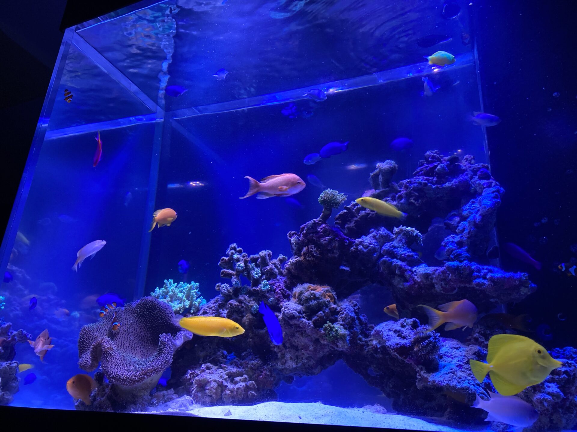 他の生き物じゃ味わえない、海水魚の魅力！