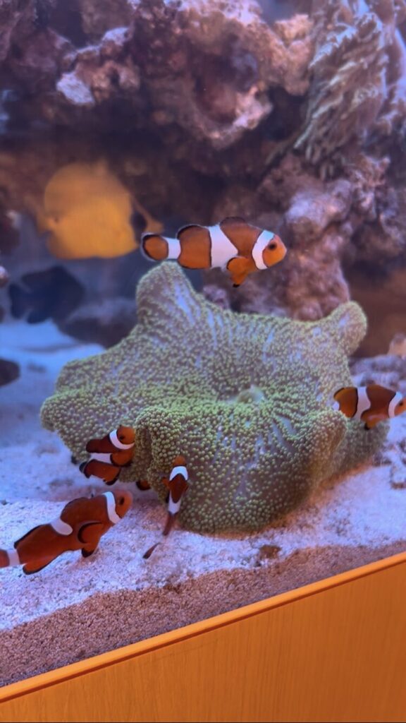 カクレクマノミ共生