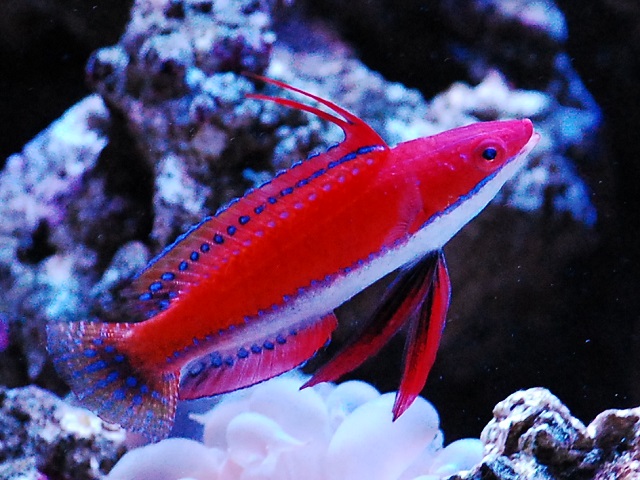 ファイティングラス