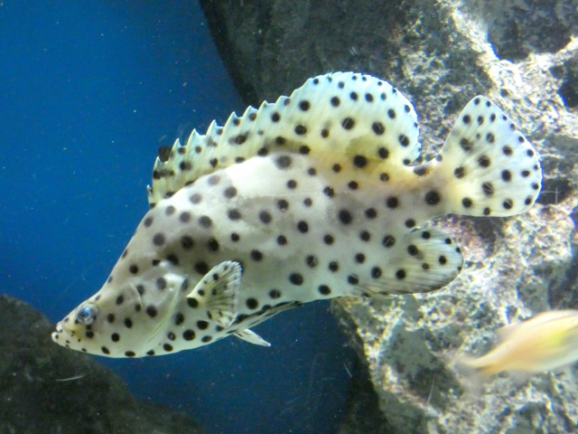 サラサハタ
